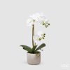 white (100)